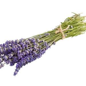 Producto Test 3 Webp