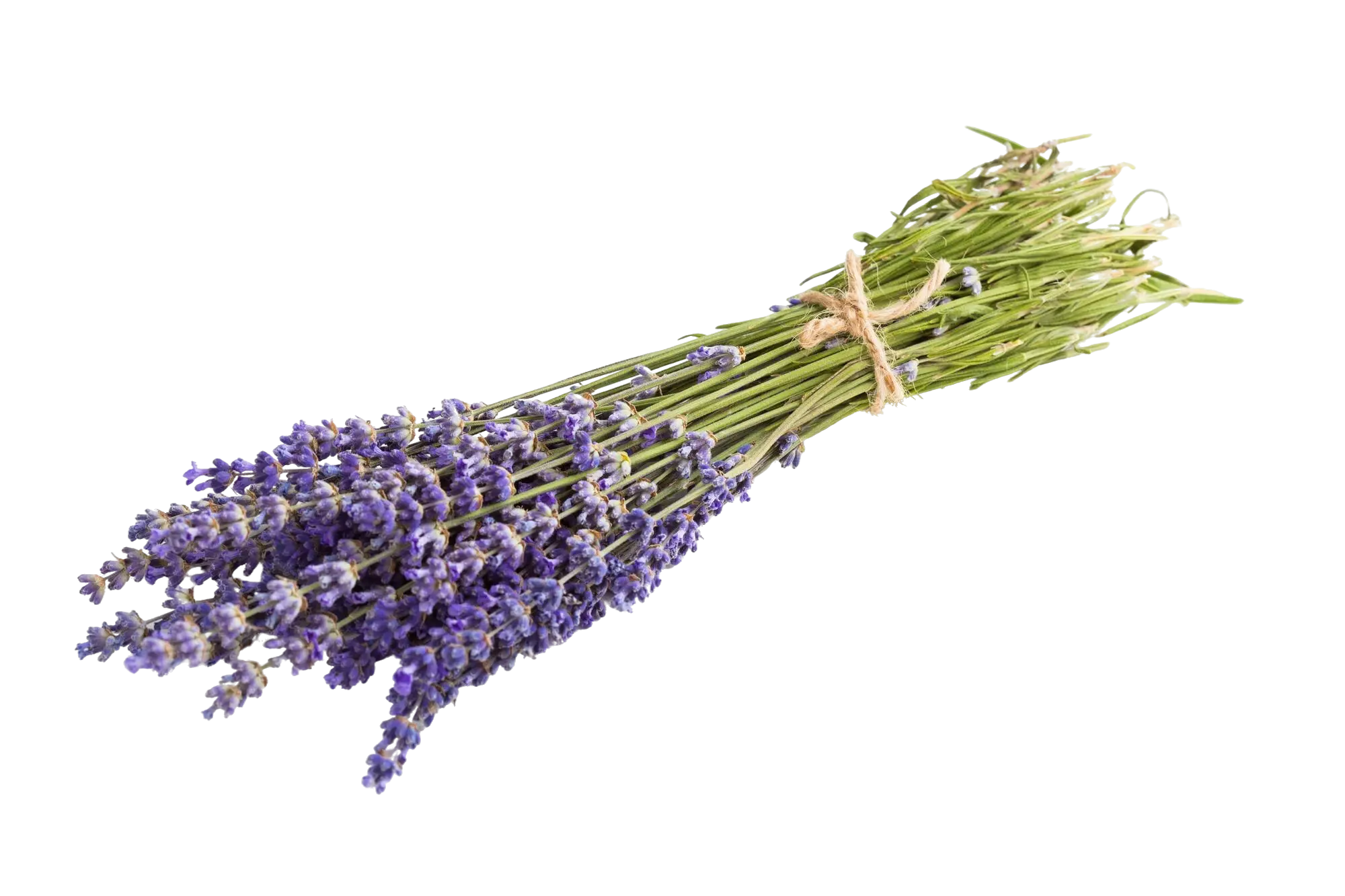 Producto Test 3 Webp