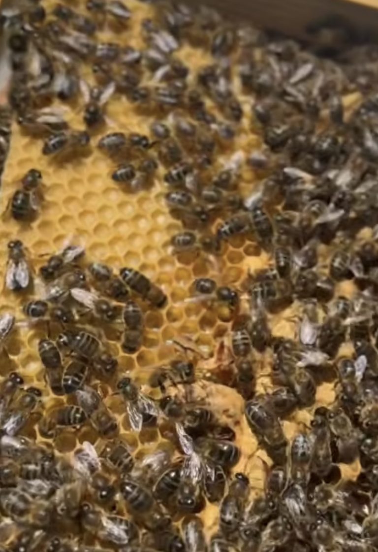 Nacimiento de una reina