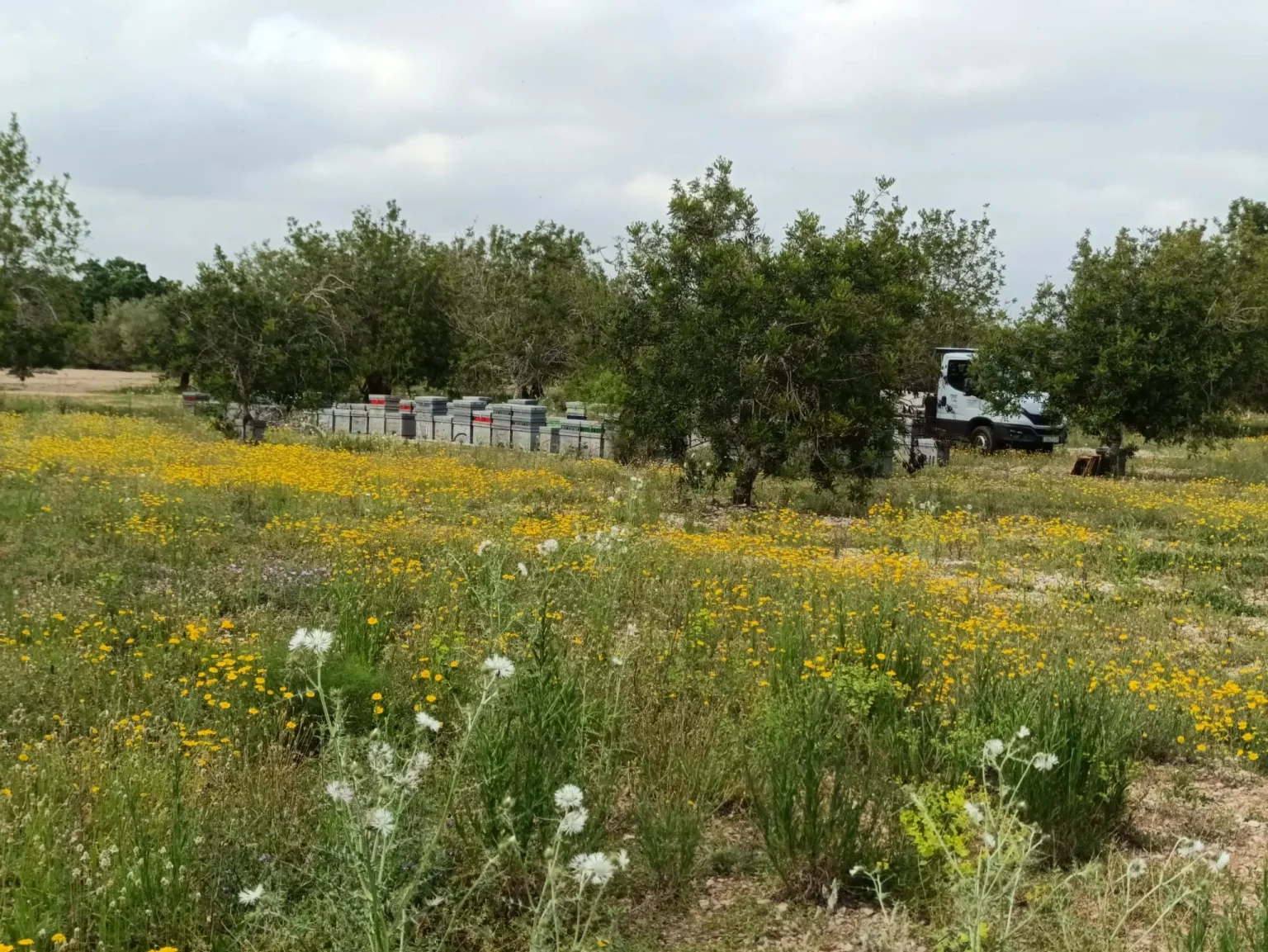 Colmenar de abejas miel mil flores
