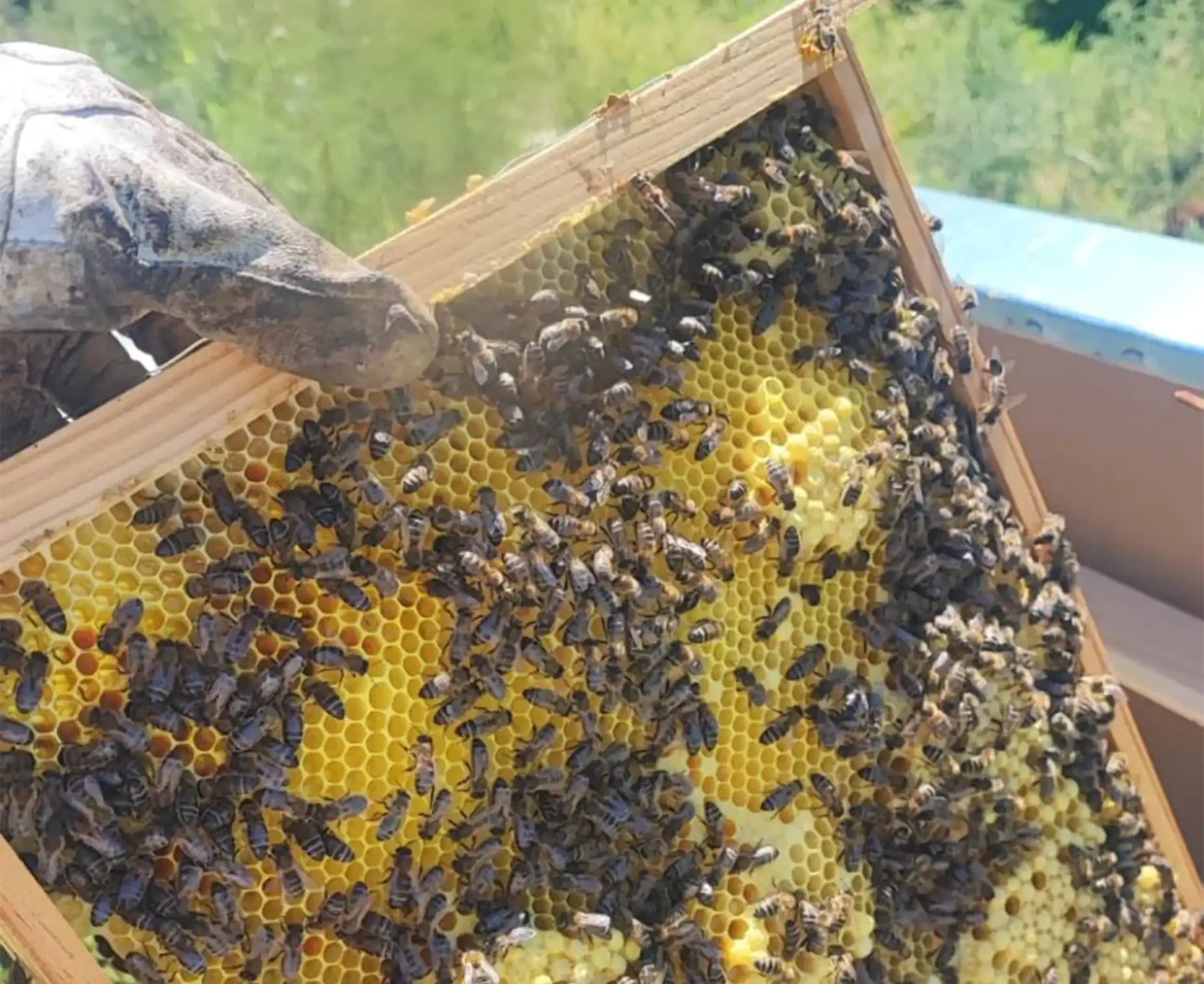 Panal de abejas abierto